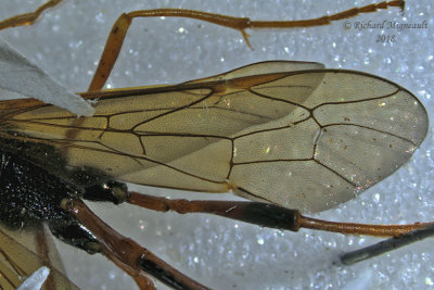 Ichneumon Wasp - Therion sp4 3 m18