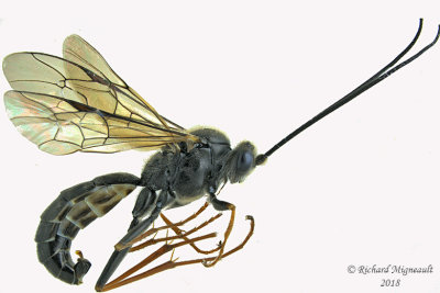 Ichneumon Wasp - Tribe Atrophini - Arenetra 1 m18 