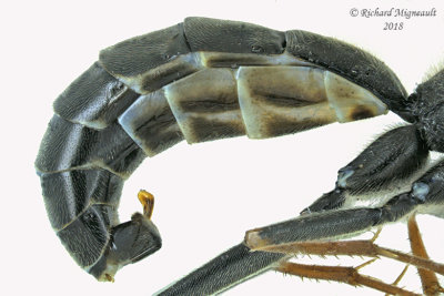 Ichneumon Wasp - Tribe Atrophini - Arenetra 2 m18 