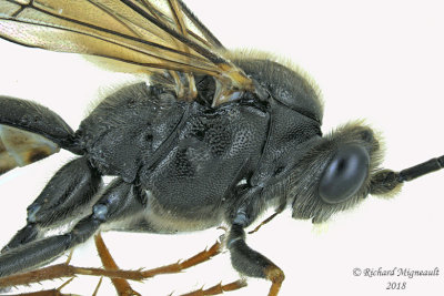 Ichneumon Wasp - Tribe Atrophini - Arenetra 3 m18 