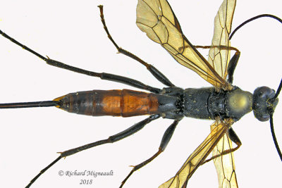 Ichneumon Wasp - Tribe Atrophini sp2 2 m18 