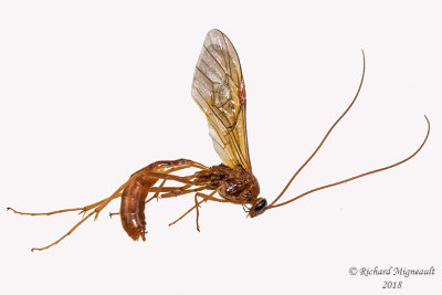 Ichneumon Wasp - Ophion sp6 1 m18 24mm