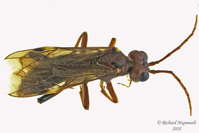Common Sawfly - tenthredo sp4 1 m18 12mm 