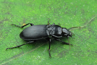 Woodland Ground Beetle - Pterostichus melanarius, 1 m10