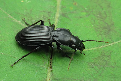 Woodland Ground Beetle - Pterostichus corvinus, Dejean 2 m10