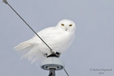 Harfang des neiges - Snowy Owl 2 m19