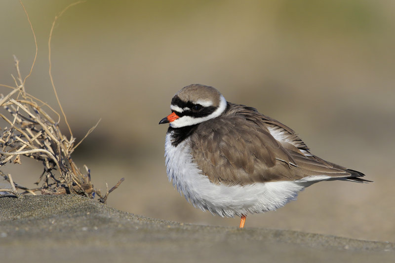 Ringed Plover