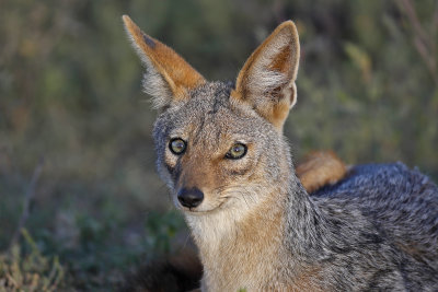 Black-backed Jackal