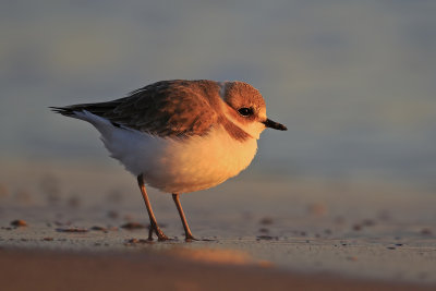 Kentish plover