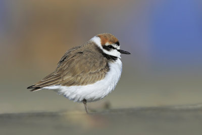 Kentish plover