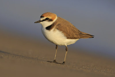 Kentish plover