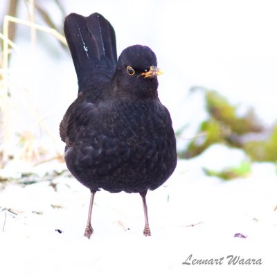 Koltrast / Blackbird / Male 1k