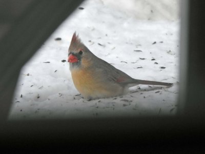 20 Jan Female Cardinal