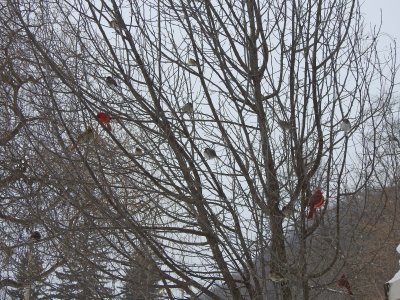 01 Feb Tree full of birds