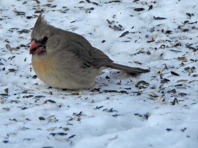 03 Feb Female cardinal