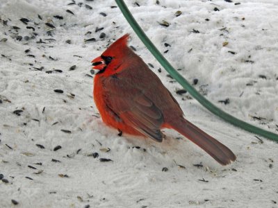 10 Feb Cardinal