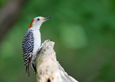 Red-bellied Woodpecker