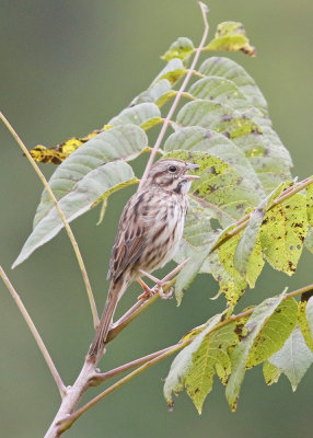 Song Sparrow