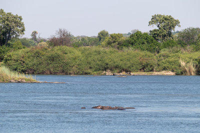 Hippos in Zambezi River