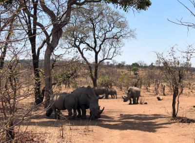 The last herd of white rhinos