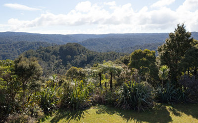 Waipoua Forest