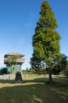 Waipoua Forest