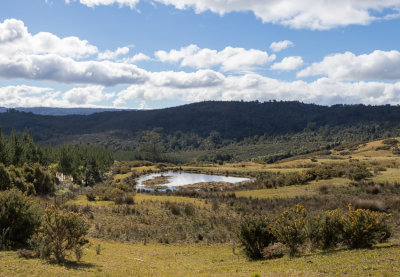 Waipoua Forest