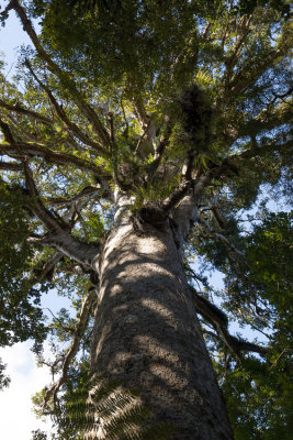 Kauri in Waipoua Forest