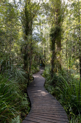 Waipoua Forest