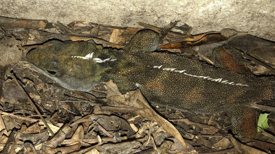 Tuatara lizard