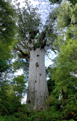 Tāne Mahuta