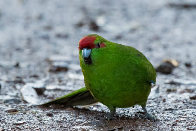 Red-crowned parakeet - Cyanoramphus novaezelandiae