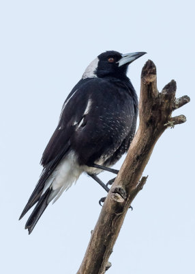 Australian Magpie - Gymnorhina tibicen