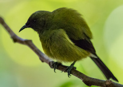 Bellbird - Anthornis melanura