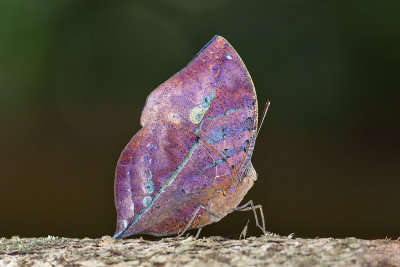 Kallima limborgii amplirufa (The Leaf Butterfly)