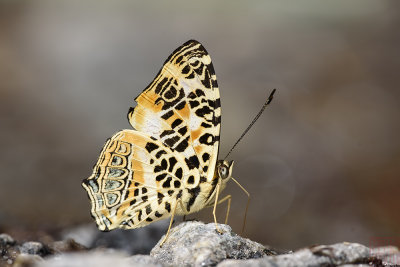 Symbrenthia hypselis sinis (The Himalayan Jester)