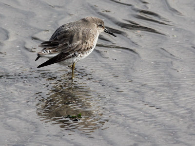 Red Knot - Kanoet - Calidris canutus