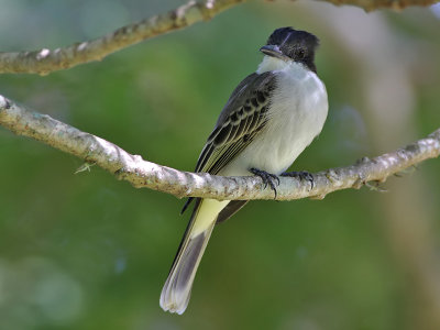 Loggerhead Kingbird - Bahamakoningstiran - Tyrannus caudifasciatus