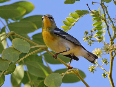 Northern Parula - Brilparulazanger - Setophaga - americana