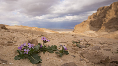 deserts flora