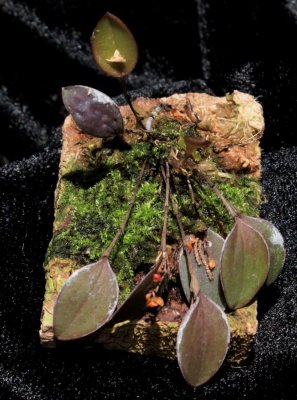 20182155 Lepanthes wageneri 'Winter Brooke' CBR/AOS 12-08-2018 Jane and Charles High (plant)