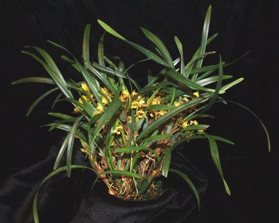 20191558 Maxillaria costaricensis 'TOF's Albanitos' CBR/AOS 01-12-2019 Steve Gonzalez (plant)