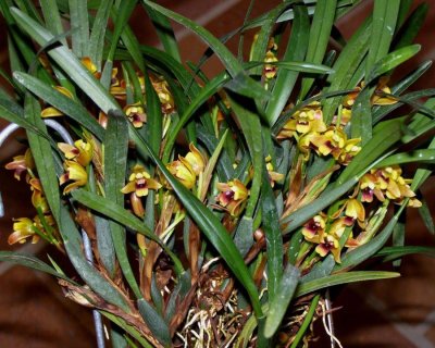 20191559 Maxillaria costaricensis Tofs Aibonito CCM/AOS (80 points) 01-12-2019 Steve Gonzalez (plant)