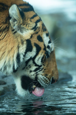 D4S_3679F Siberische tijger (Panthera tigris altaica, Siberian tiger).jpg