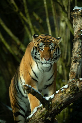 D4S_3751F Siberische tijger (Panthera tigris altaica, Siberian tiger).jpg