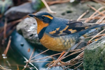 varied_thrush_#6_r=96_q=70not_cropped-220190112@0,5x.jpg