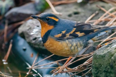 Varied thrush