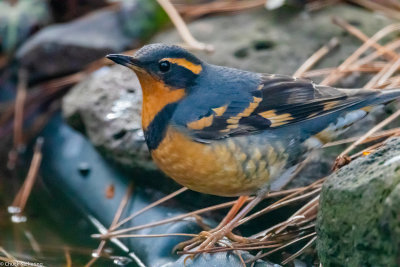 varied_thrush_8_q=90_s=25%-220190112.jpg