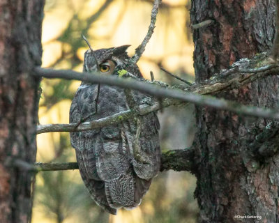 Great Horned Owl-520190113-Edit.jpg