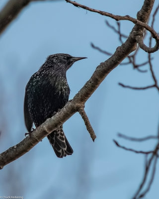Starling-.jpg